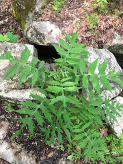 Polymnia laevigata