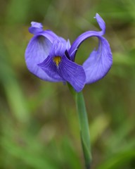 Iris tridentata