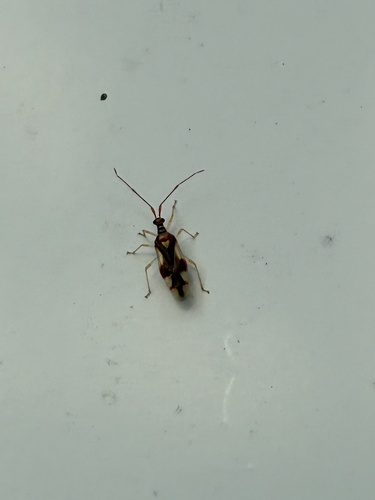 Mansoniella observed 2026-10-28