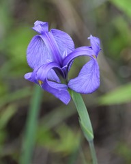 Iris tridentata