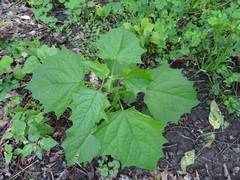 Chenopodiastrum simplex