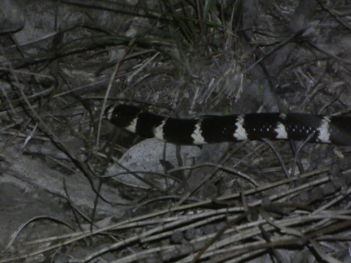 Vermicella annulata, 2026-10-27
