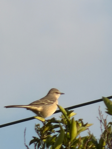 Mimus polyglottos observed 2026-10-27
