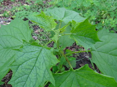 Chenopodiastrum simplex