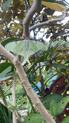 Actias luna photograph by the iNaturalist community