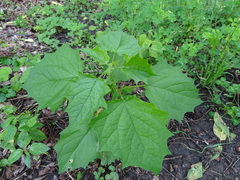 Chenopodiastrum simplex