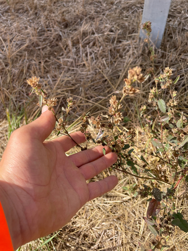 Sida spinosa observed 2026-10-27