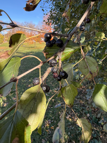 Rhamnus cathartica observed 2026-10-27