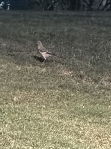 Mimus polyglottos observed 2026-10-27