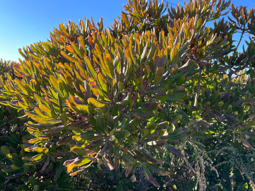 Myrica observed 2026-10-27