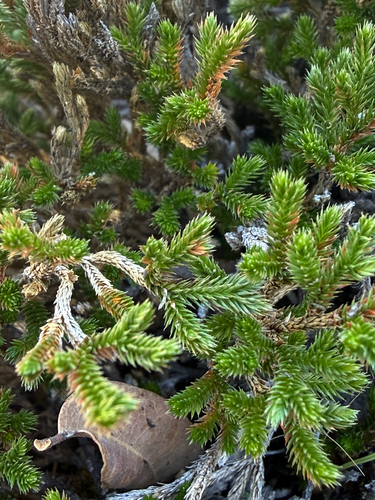 Selaginella observed 2026-10-27