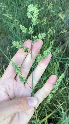 Dactylis glomerata observed 2026-10-27