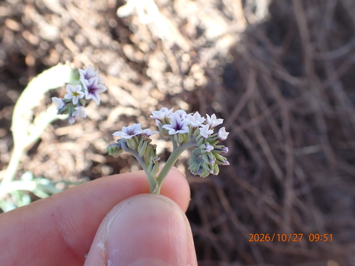 Heliotropium curassavicum observed 2026-10-27
