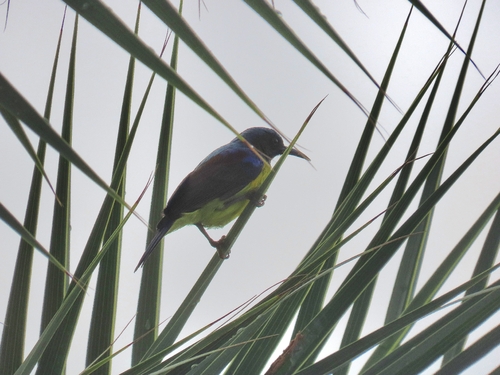 Anthreptes malacensis observed 2026-10-27