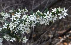 Cyphanthera anthocercidea
