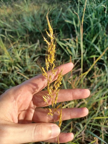Sorghastrum nutans observed 2026-10-27