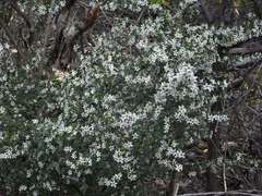 Cyphanthera anthocercidea