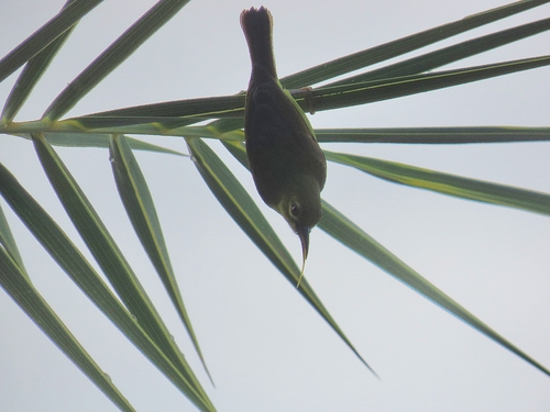 Anthreptes malacensis observed 2026-10-27