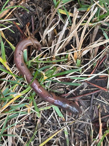 Allolobophora observed 2026-10-27