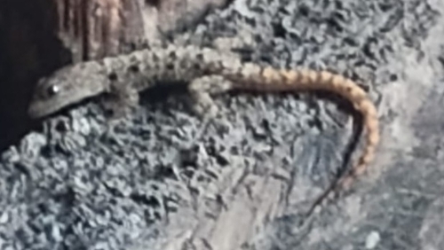 Gymnodactylus, 2026-10-27