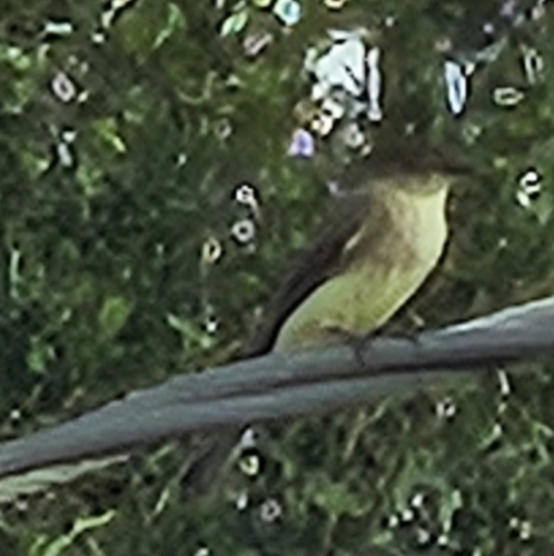 Phoebe observed 2026-10-27