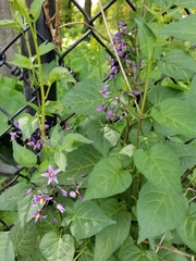 Solanum dulcamara