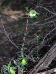 Pimelea linifolia linoides
