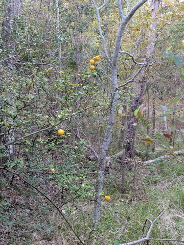 Citrus observed 2026-10-27