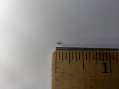 Willowsia nigromaculata