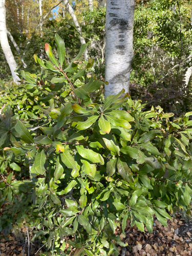 Myrica observed 2026-10-27