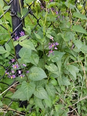 Solanum dulcamara