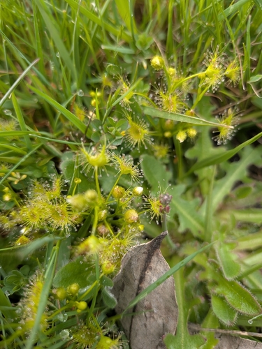 Drosera observed 2026-10-28