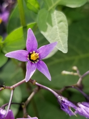 Solanum dulcamara