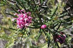 Grevillea confertifolia