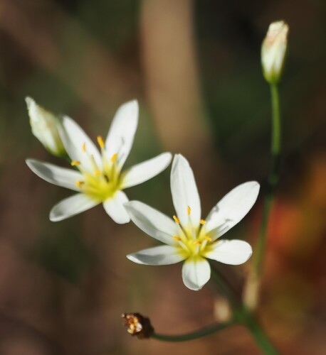 Nothoscordum bivalve, 2026-10-27