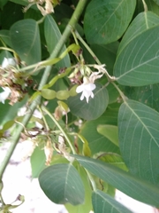 Dendrolobium umbellatum