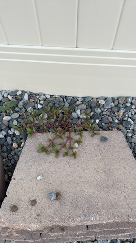 Portulaca oleracea observed 2026-10-27