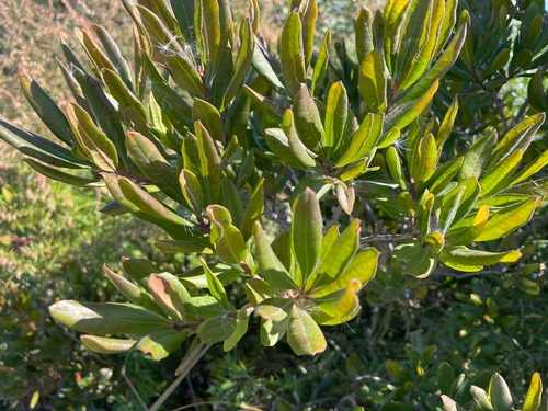 Myrica observed 2026-10-27