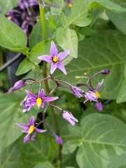Solanum dulcamara