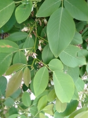 Dendrolobium umbellatum