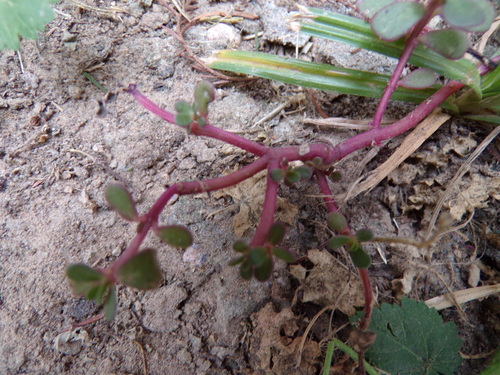 Portulaca oleracea observed 2026-10-27