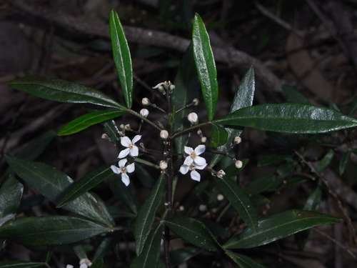 Image of Zieria oreocena by (c) Russell Best, some rights reserved (CC BY)