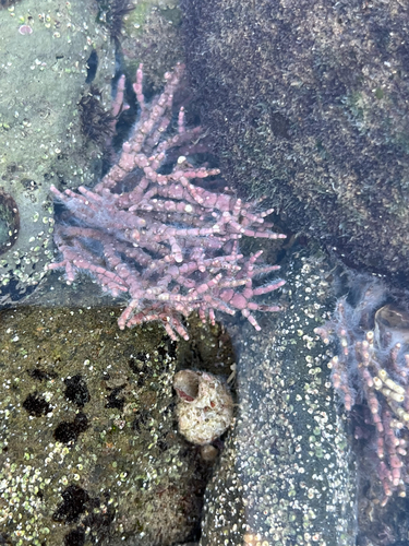Calliarthron tuberculosum observed 2026-10-27