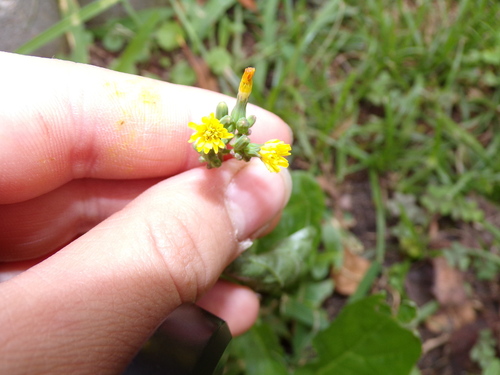 Youngia japonica observed 2026-10-27