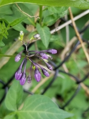 Solanum dulcamara