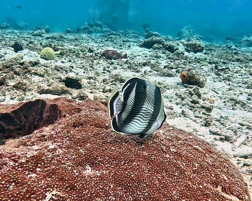 Chaetodon observed 2026-10-27