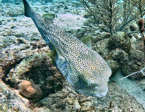 Diodon hystrix observed 2026-10-27