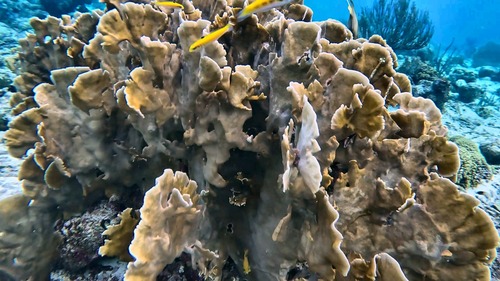 Millepora observed 2026-10-27