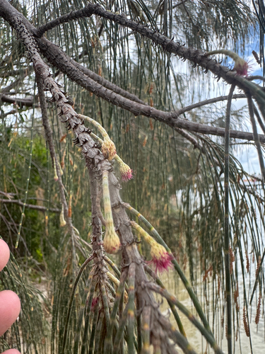 Casuarina equisetifolia observed 2026-10-28