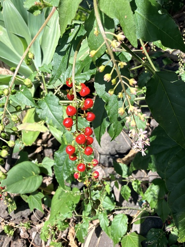 Rivina humilis observed 2026-10-27